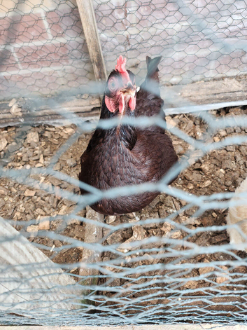 Rhode Island red miniature Hen