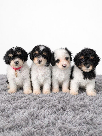 Stunning male toy parti poodle!