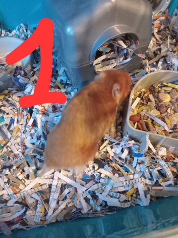 I have 3 Syrian hamster for sale