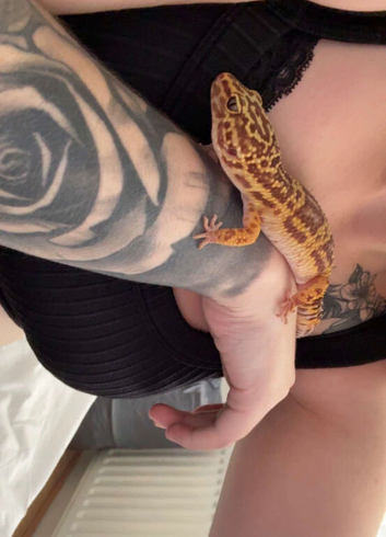 Leopard gecko and her viv