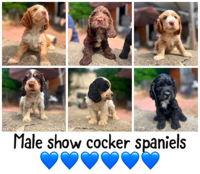 Show cocker spaniel
