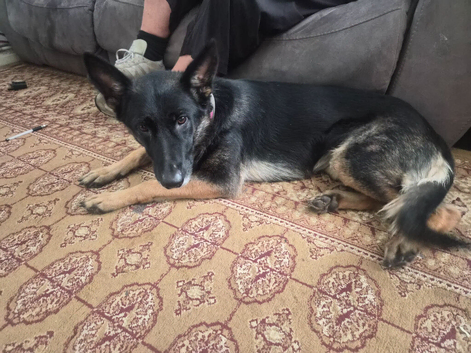 Rehome