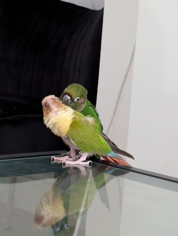 Conures