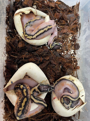 Various baby royals