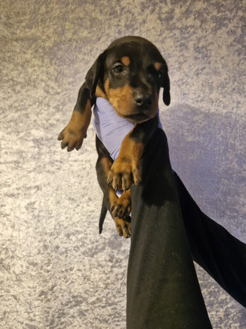 KC reg Dobermann puppies