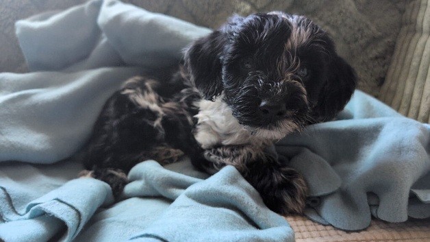 Male Cockapoo puppy
