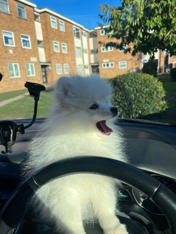 Your new Pom friend waiting for you