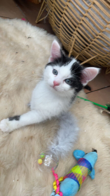 Main coon mix kitten