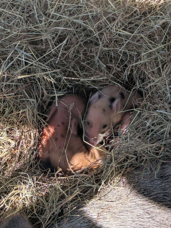 Julianna Micro 't-cup' Piglets