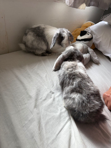 2 lovely friendly mini lops