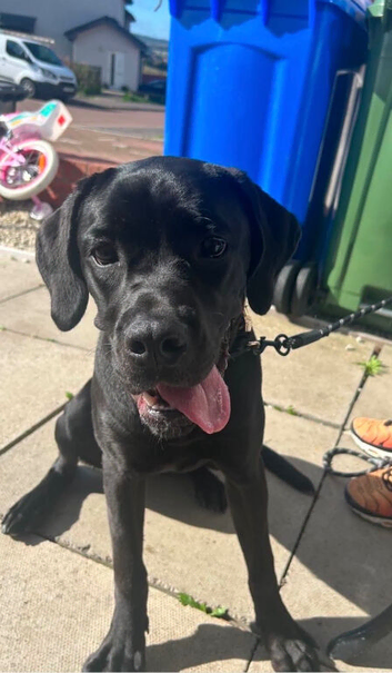 Female 7 month old cane Corsa dog