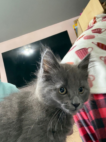 12 week old kitten
