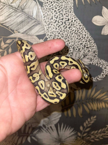 Some baby's and juvenile