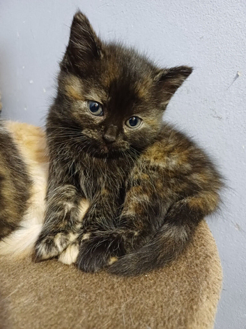 Siberian mix kittens - ALL rehomed