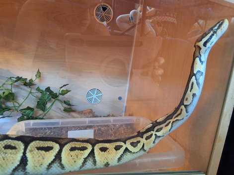 Bull python
