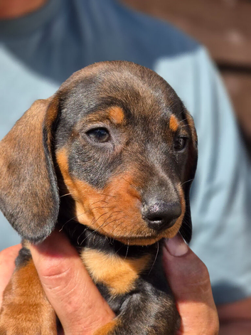 Wirehaired dachshund teckel pups
