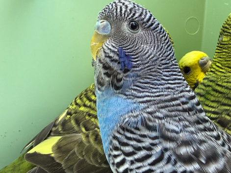 Black face and black wing budgies available