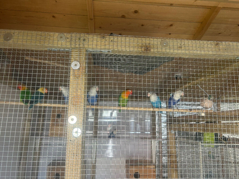 3 breeding pairs of lovebirds for sale
