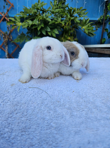 Mini Plush Lops Pure bred