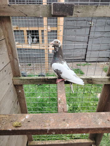 Pigeon for sale