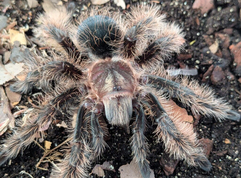 Tarantulas for sale