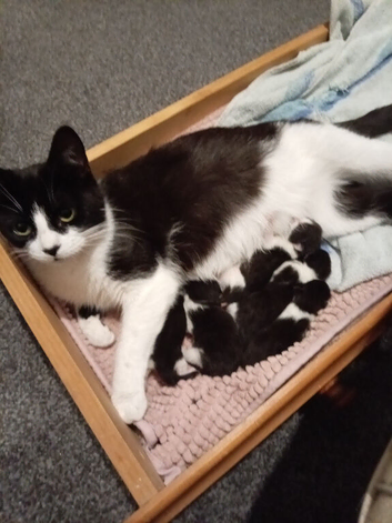 5 males ready for homes