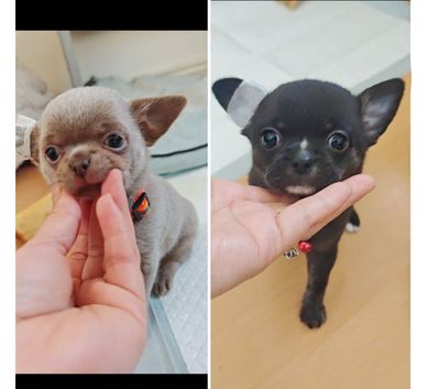 &pound;1,050 Only -LAST BOY️ Pedigree Chihuahua puppies