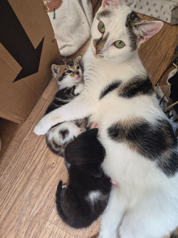 Gorgeous kittens