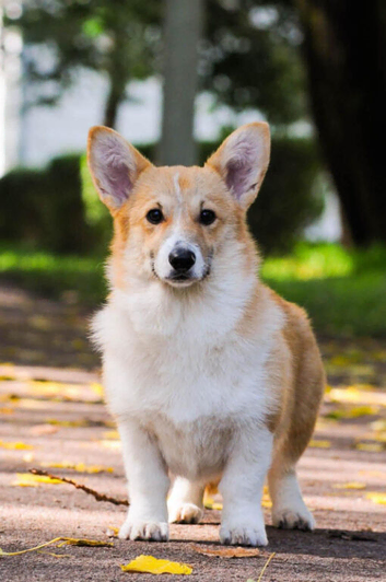 KC Pembroke Corgis