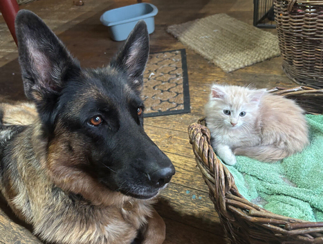 Lovely Kittens - ready to leave now