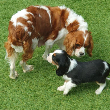 Cavalier King Charles spaniel puppies