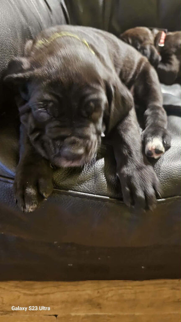 Last Female Cane Corso