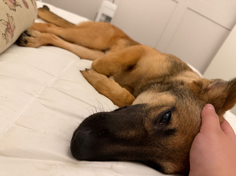 German Shepherd x Belgian Malinois