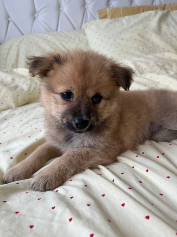 Papillon x Chihuahua Puppies