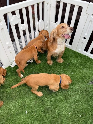BEAUTIFUL GOLDEN COCKER SPANIEL PUPPIES &ndash; LOVING FOREVER HOMES SOUGHT