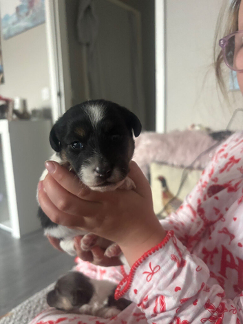2x male pure Jack Russell&rsquo;s