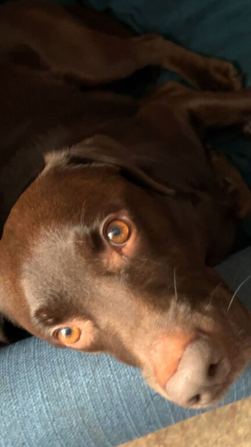 Pedigree labrador
