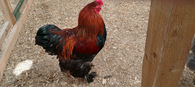 Giant Brahma chickens