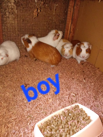 Guniea  pigs girls and boys