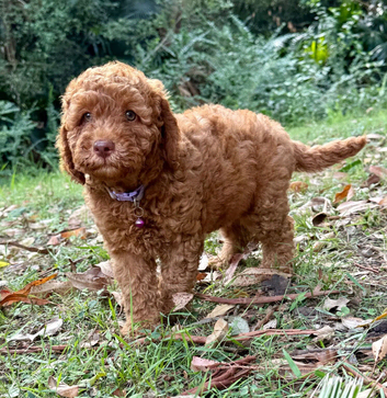 Labradoodle Puppies Multigenerational