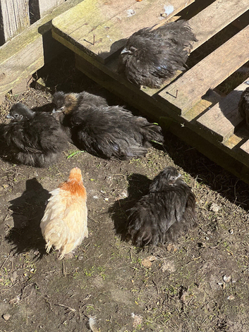 Chickens and hens for sale
