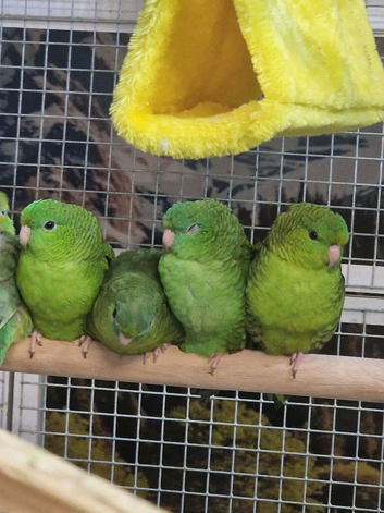 Stunning Baby Lineolated Parakeets
