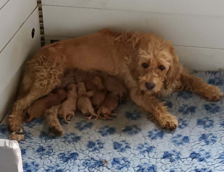 F1B GOLD MINIATURE LABRADOODLES FROM 5* LICENCED BREEDER