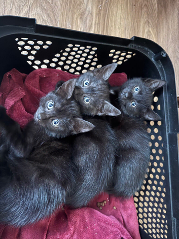 Gorgeous kittens