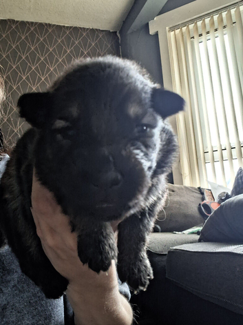 German shepherds puppies