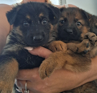 Gorgeous German Shepherd puppies