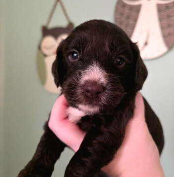 F1 Cockapoo Puppies
