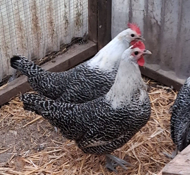 Trio of brackel 18to20 weeks old