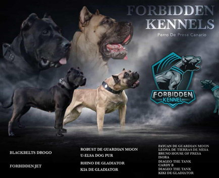Stunning PRESA CANARIO pups