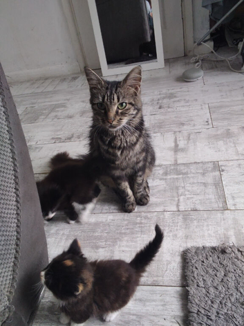 Main coon / ragdoll Last of the litter (gorgous boy)